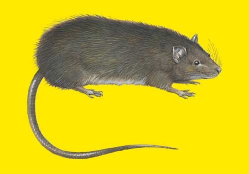 Rats surmulots