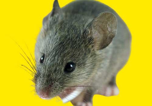 Rats domestique