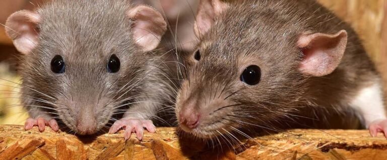 Lutte_contre_Rats_et_Blattes