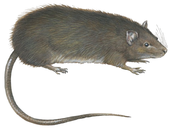 Presence des rats et souris