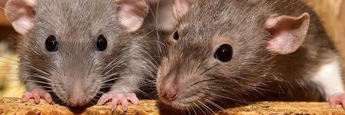 Lutte_contre_Rats_et_Blattes Lutte_contre_Rats_et_Blattes