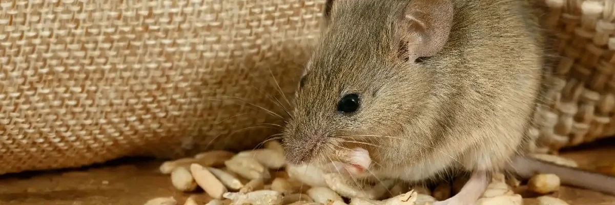 Lutte_contre_les_rats_et_les_souris_au_Maroc (1) Lutte_contre_les_rats_et_les_souris_au_Maroc