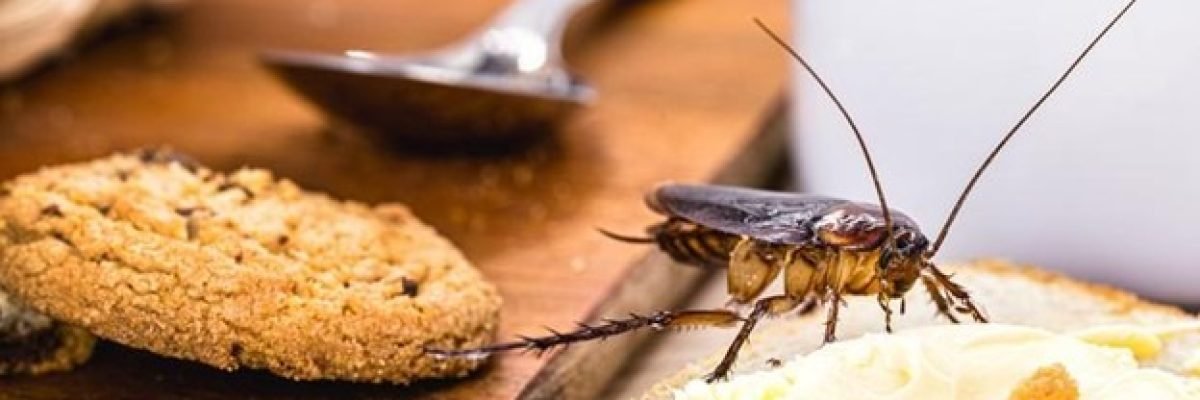 Problemes-blatte_Cafards_Cuisine Problemes-blatte_Cafards_Cuisine